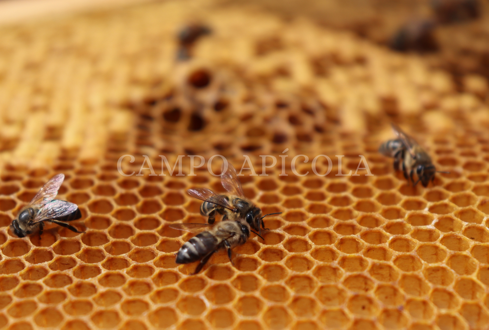 Hacer velas de pura cera de abejas con aroma de miel – El Mercado de Honey  Tina